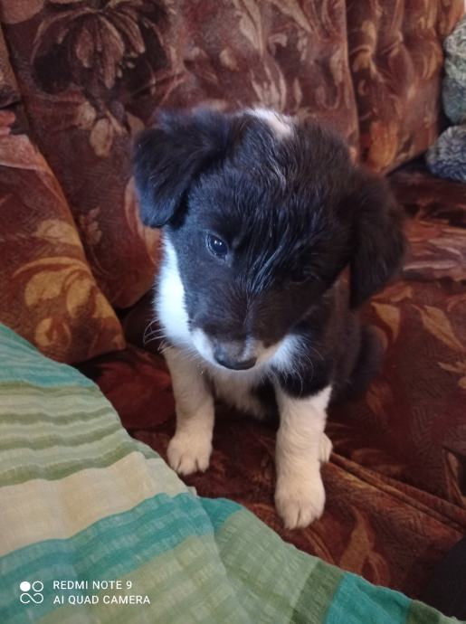 Štenci Border collie