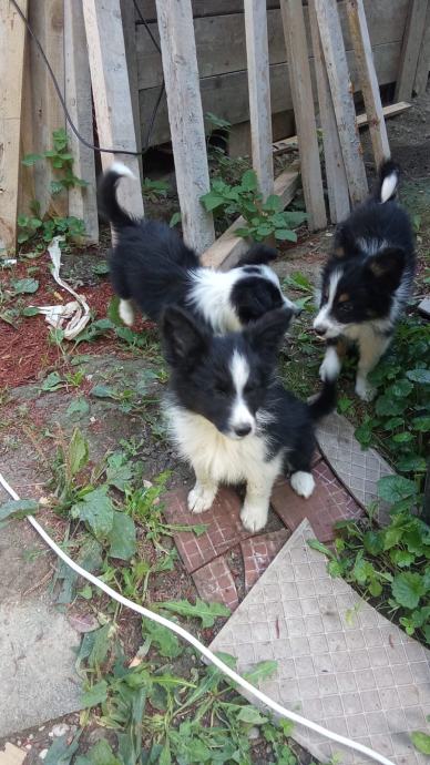 Stenci border collie