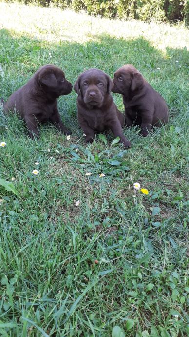 Štenci čokoladnog labradora-moguća dostava