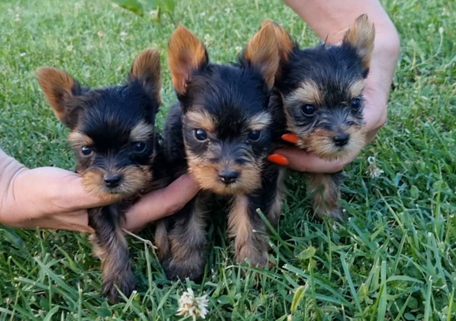 Štenci Jorkširskog terijera, Yorkshire terrier, Yorki