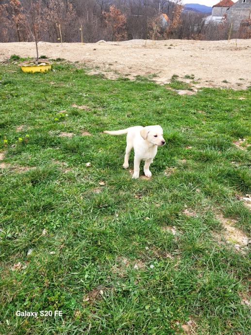 Štenci labrador retriver