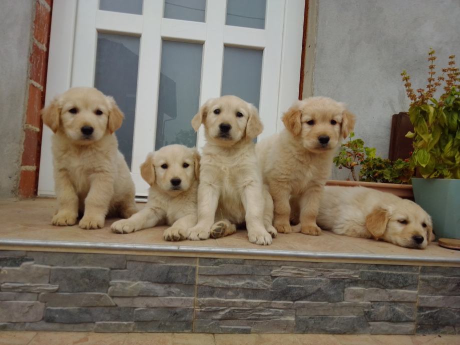 Štenci retriver labradora