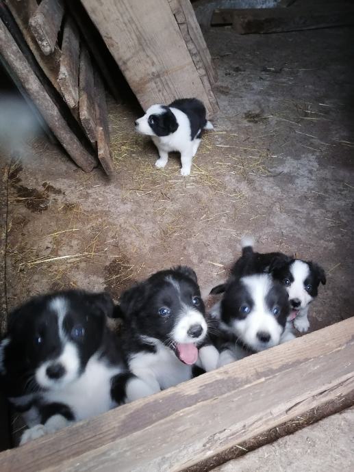 Štenci "Border Collie"