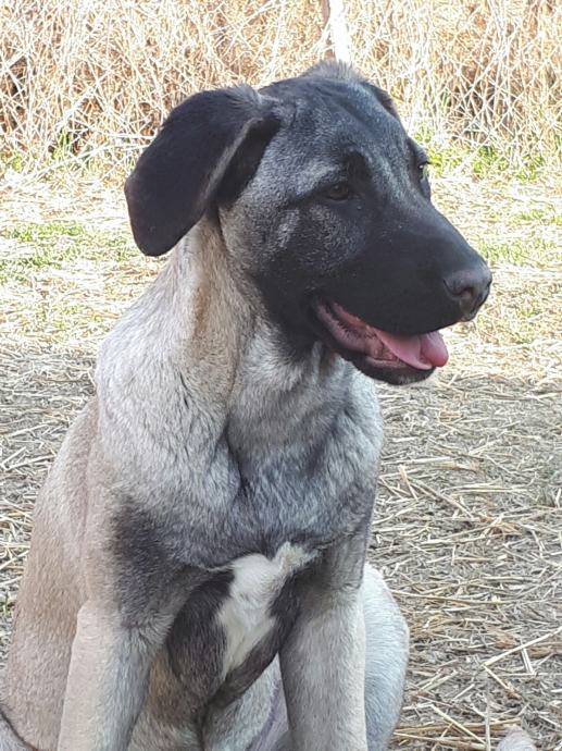 TURSKI KANGAL