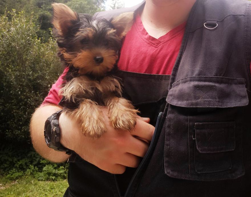 YORKSHIRE TERRIER-YORKI žensko štene oštenjena 21.05.2023.