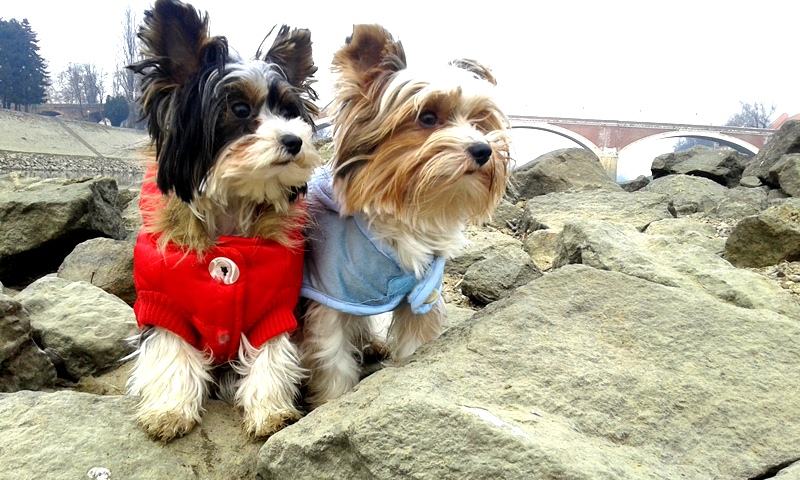 yorkshire terrier biewer a la pom pon