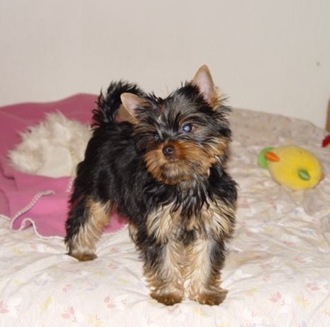 Yorkshire Terrier Jorksirski Terijer