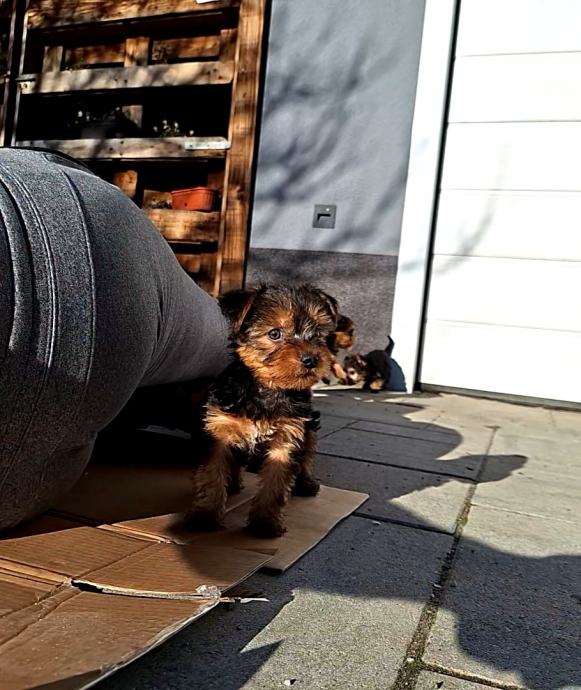 Yorkshire terrier, Jorkširski terijer, Yorki  rezervacije