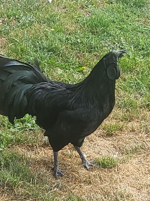 Ayam Cemani