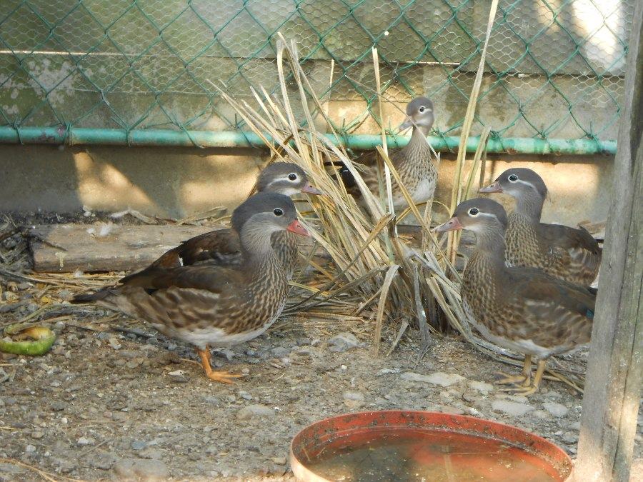 Patke mandarinke