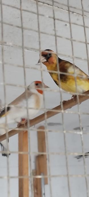 Siberian goldfinch(mayor), sjeverni grdelin