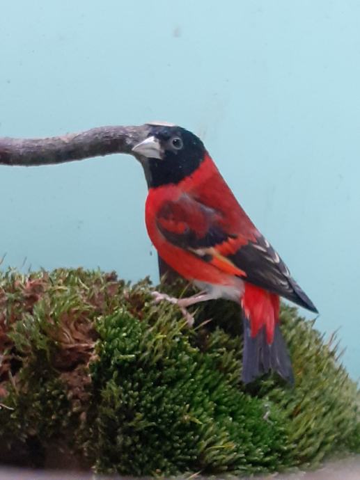 venecuelski čižak (carduelis cucullata)