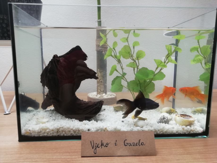 Akvariji s dvije ribice