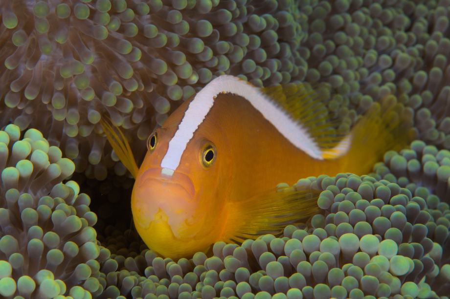 Morska ribica - Amphiprion sandaracinos - Orange Skunk Clown fish