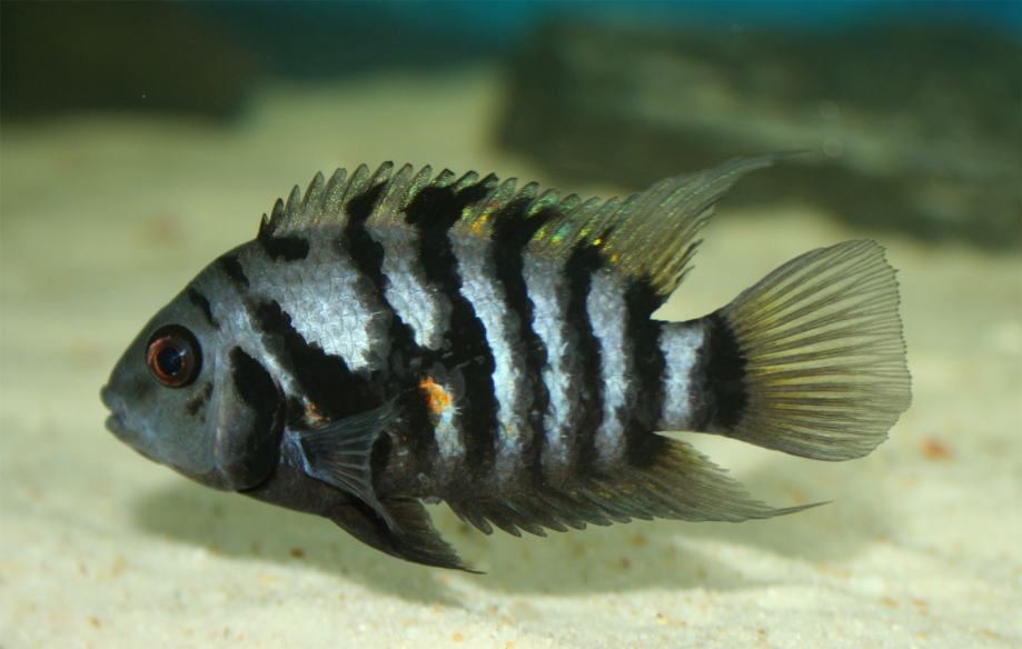 Archocentrus nigrofasciatus!