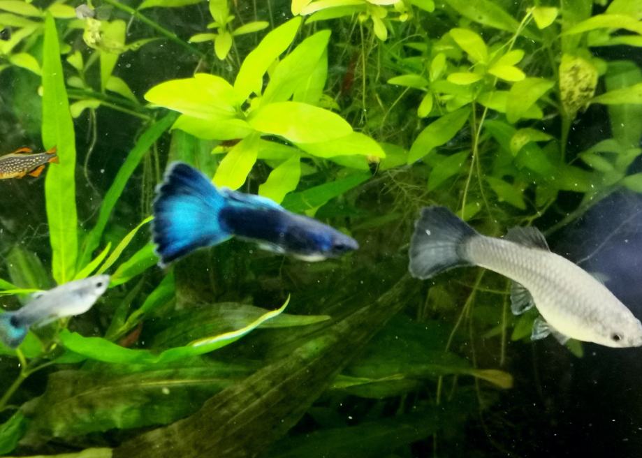 Blue Moscow guppy