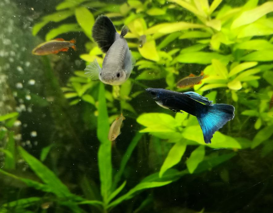 Blue Moscow guppy