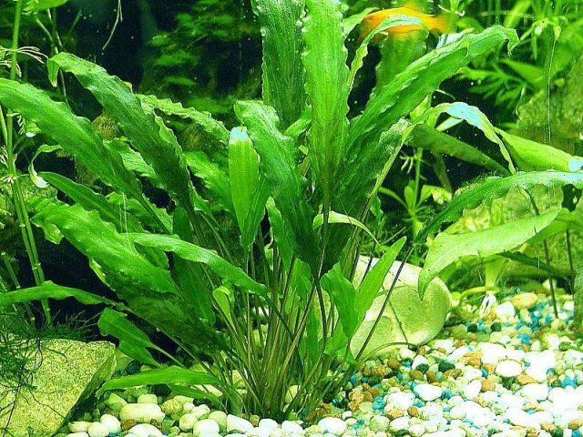 Cryptocoryne