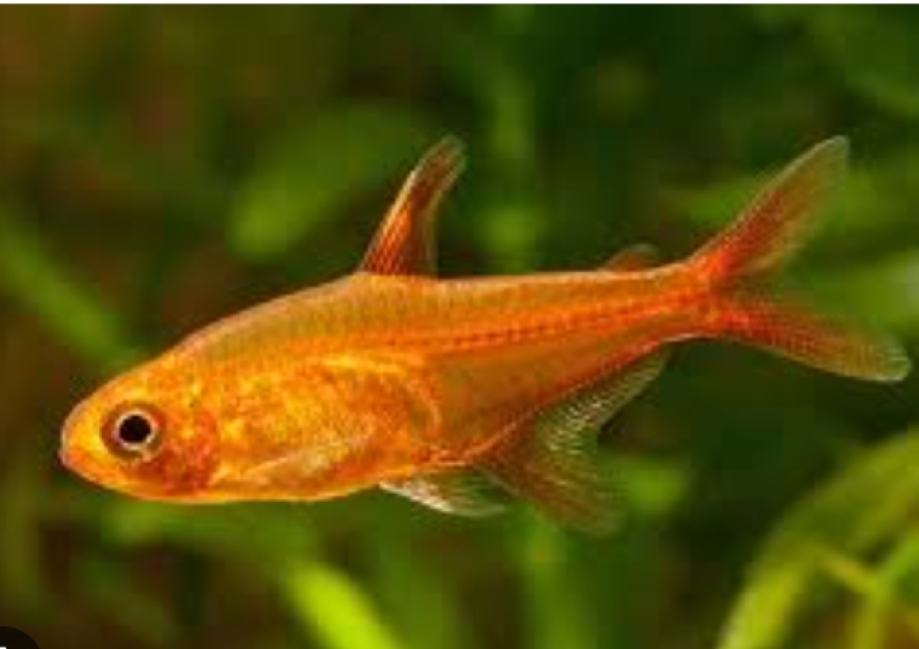 Amandea.... Ember tetra