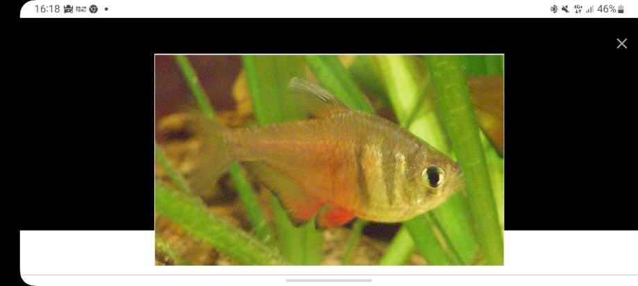 flammeus... Flame tetra