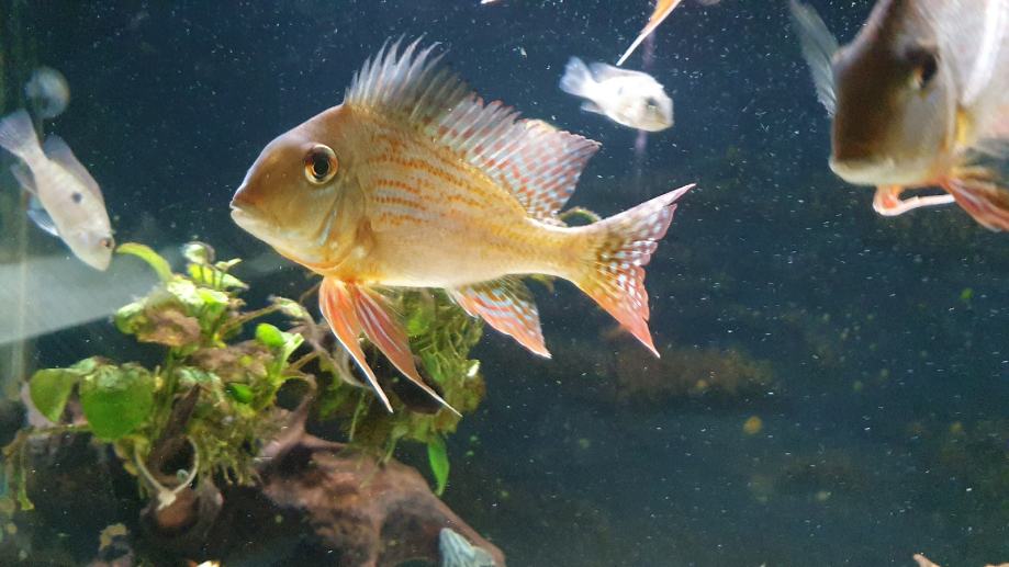 Geophagus altifrons