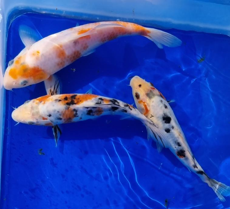 koi-aran-20cm