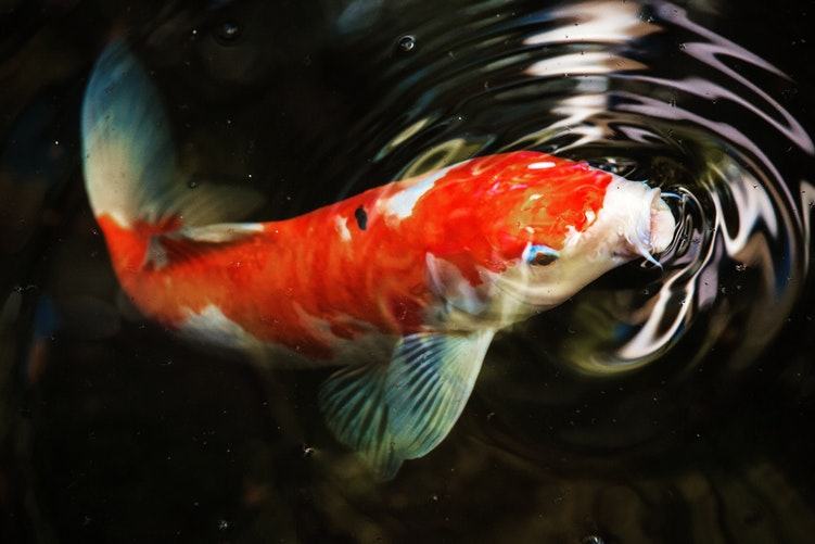 KOI ŠARANI XXL PREKO 1KG I 40CM, JEDU IZ RUKE