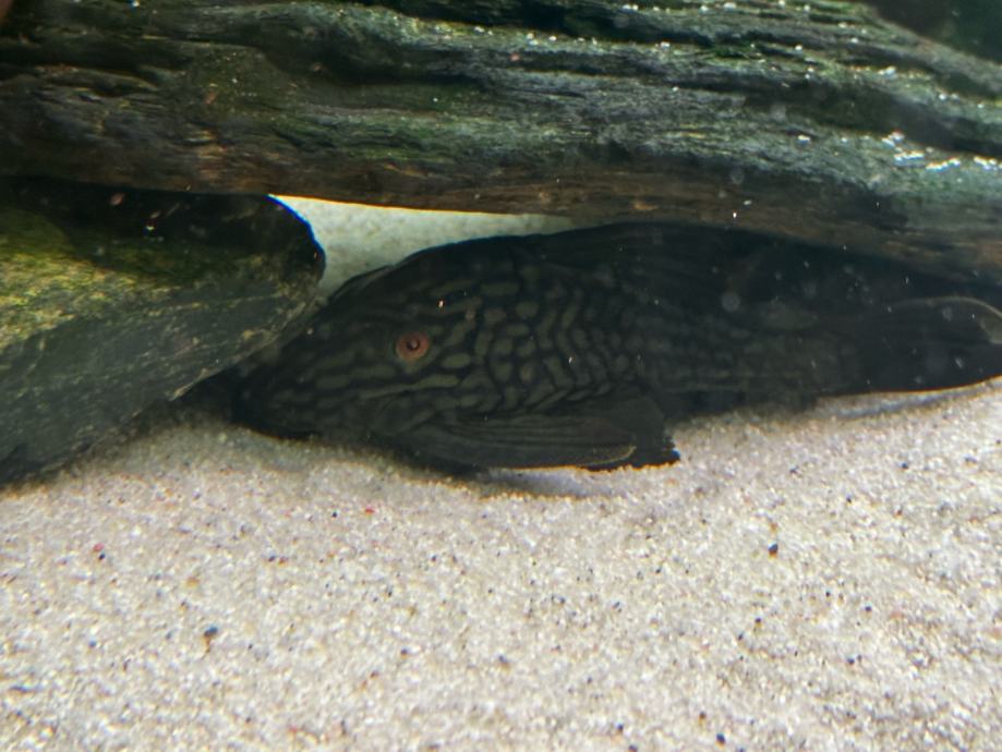 L 330 Watermelon Pleco 20+cm