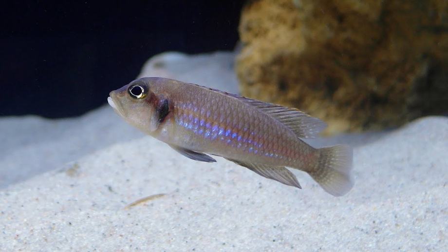 Lamprologus Ocellatus "shell dweller" Tanganyika Lake