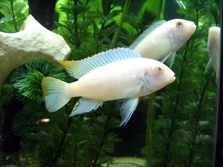 Malawi Albino