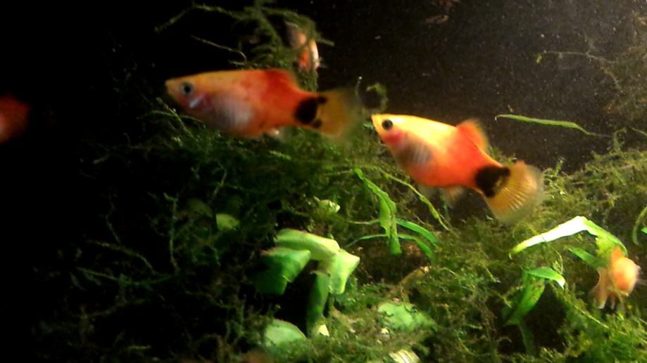 Micky mouse platy