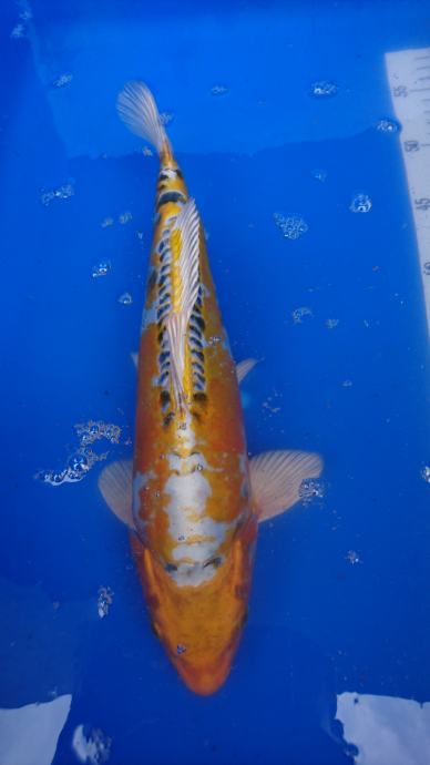 Original japanski koi sarani 25-40 cm