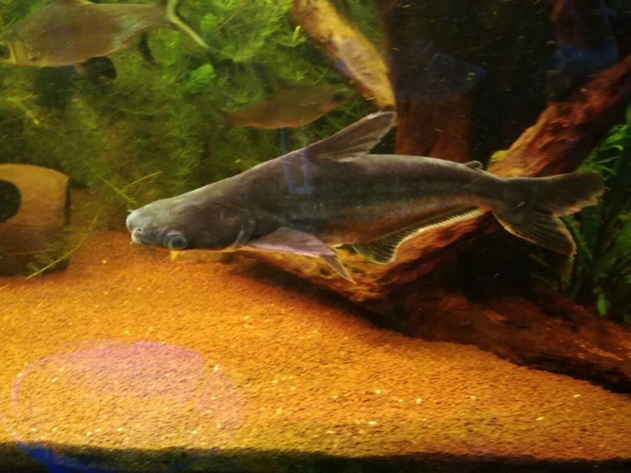 Pangasius shark