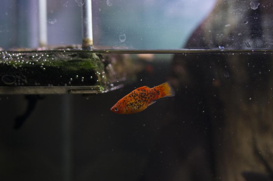 platy ribice