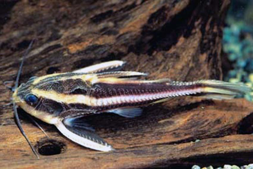 Platydoras costatus