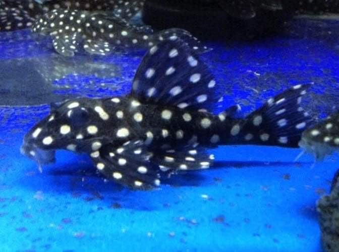 Pleco L02 L136 L201