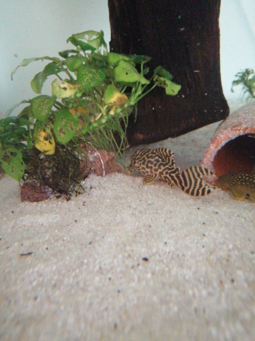 Pleco L236