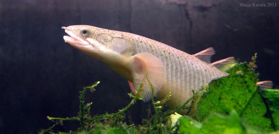 polypterus senegalus