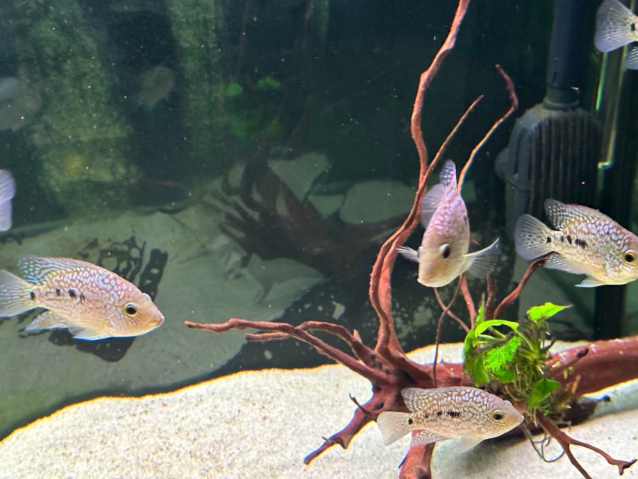 Texas cichlid 7-10cm