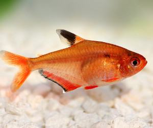 Serpa Tetra