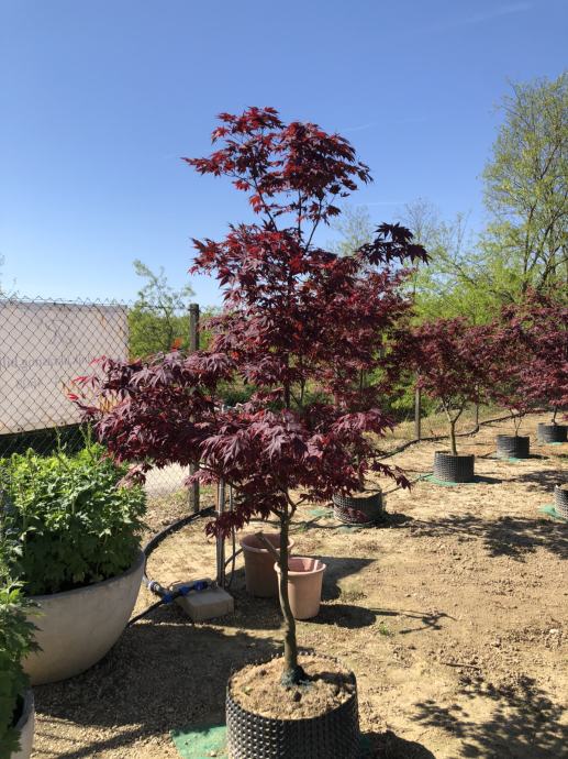 Acer palmatum Atropurpurea, visina 220-240 cm/širina 160 cm