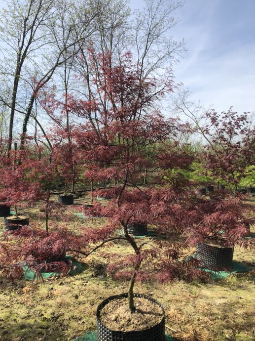 Acer palmatum Dissectum Beni Shidare