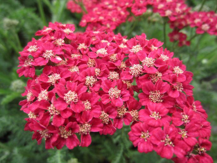 Achillea / Rose Madder / SADNICE