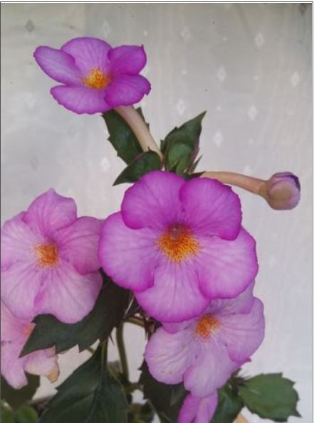 Achimenes Splattered Rainbow