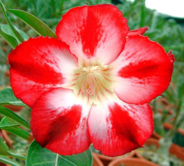 ADENIUM OBESUM-STAR OF TOMORROW