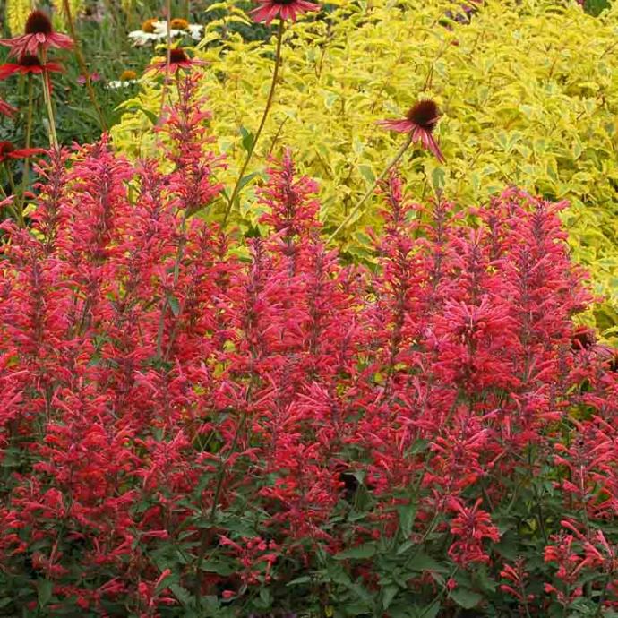 Agastache Kudos Coral / SADNICE