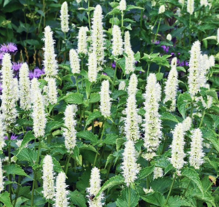 Agastache Mint White / SADNICE