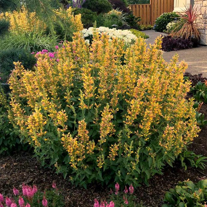 Agastache Sunset Yellow / SADNICE