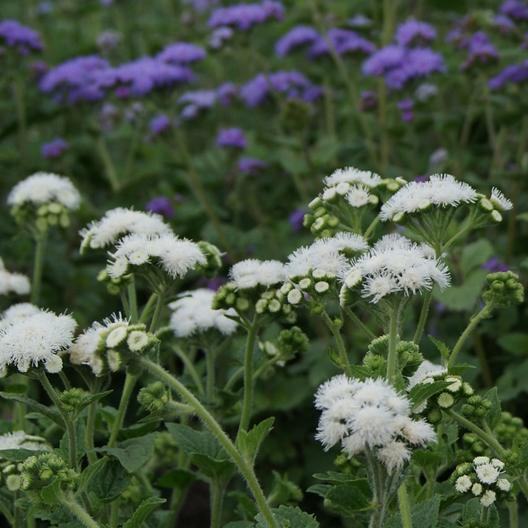 Ageratum / White / Sjeme