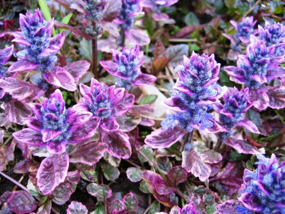 Ajuga Sugar Plum / SADNICE